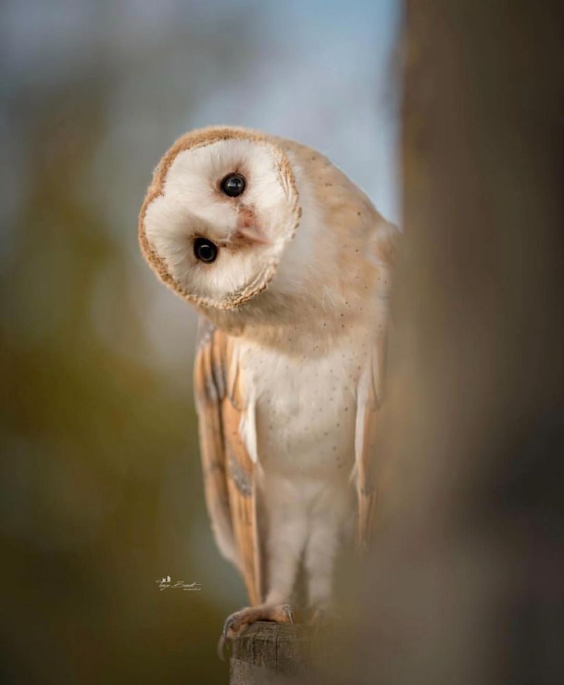 นิยาย END : Yaoi# ๨ุ๷พี่๮ายนายน๥ผี! [My brother is the barn owl ...