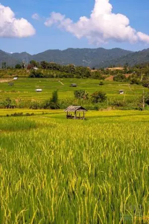 ปกนิยาย [ นิยายไทย ] ย้อนเวลามาทำสวนเพื่อสานฝัน