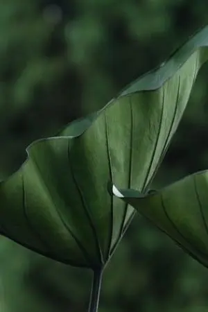 ปกนิยาย การกลับมาของมะลิ