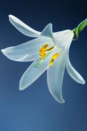 ปกนิยาย ชีวิตที่สงบสุขของเจ้ากระต่ายจิ๋ว (ชื่อชั่วคราว)