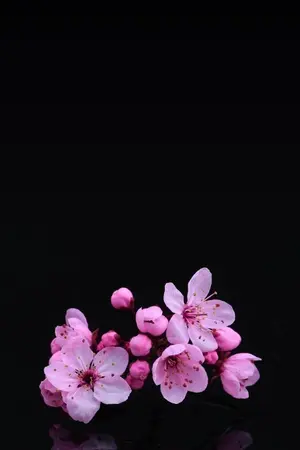 ปกนิยาย [Fic Naruto] Seal the heart , curse of the soul doll.