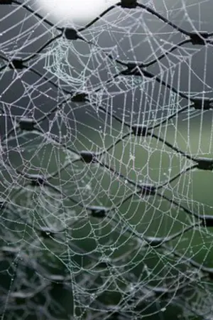 ปกนิยาย ArachnidTrail