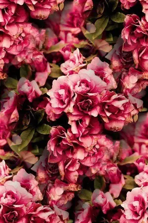 ปกนิยาย Baby for your dreams // [Yaoi]