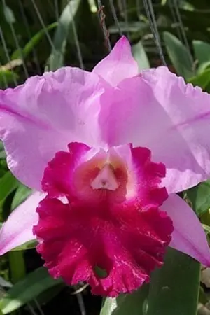 ปกนิยาย April ที่รัก