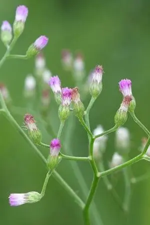 ปกนิยาย ประดิษฐ์รัก