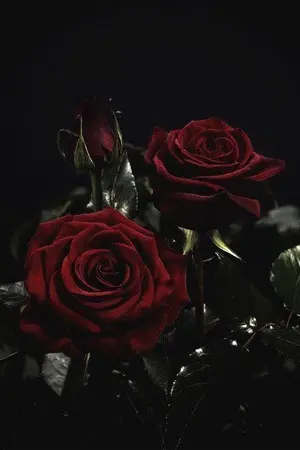 ปกนิยาย force ; KOOKMIN