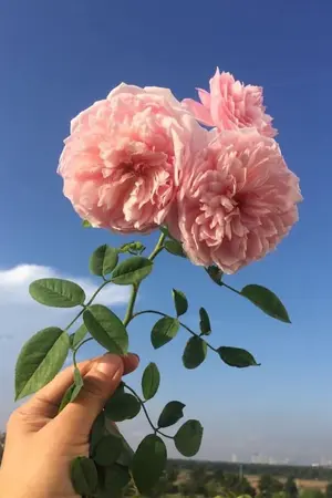 ปกนิยาย รักร้าย กลายรัก