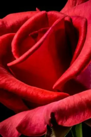 ปกนิยาย คดีฆาตกรรมก็ไม่เท่ากับรักของฉันที่แสนเจ็บปวด