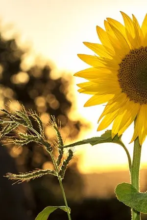 ปกนิยาย Sun and flower