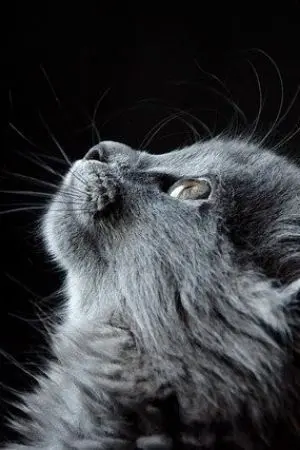 ปกนิยาย แค่ตอบรับ