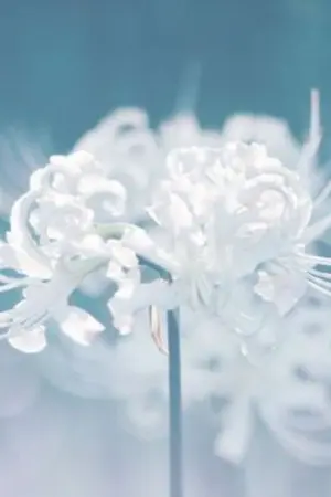 ปกนิยาย สือซว่านสีเงิน ( อัพช้า 3-4 วัน )