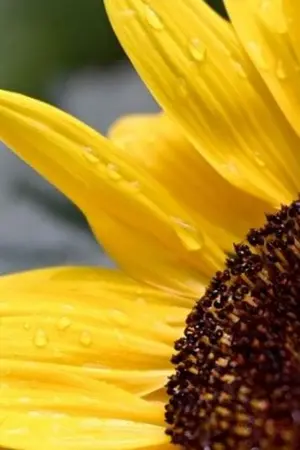 ปกนิยาย [Harry Potter:เรื่องที่แปลงเปลี่ยน]