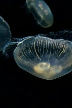 ปกนิยาย {my hero academia}สาวน้อยหน้ามืด