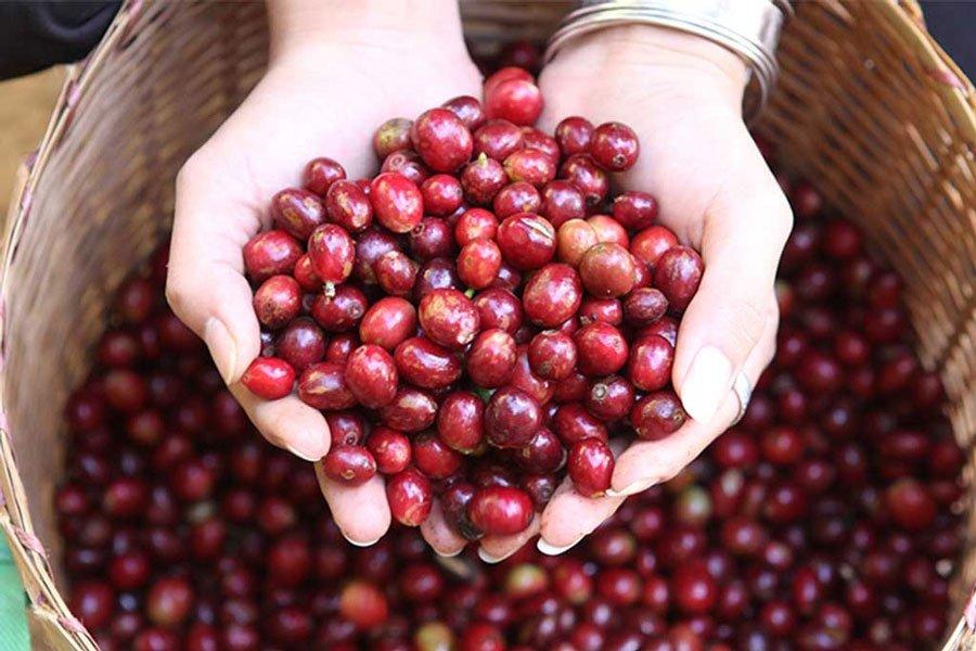 กาแฟคั่ว ดอยช้าง 