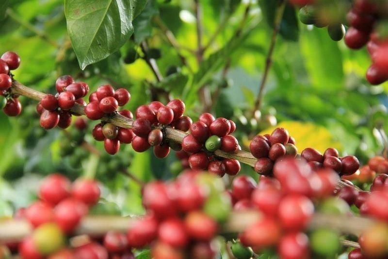 กาแฟคั่ว ดอยช้าง 