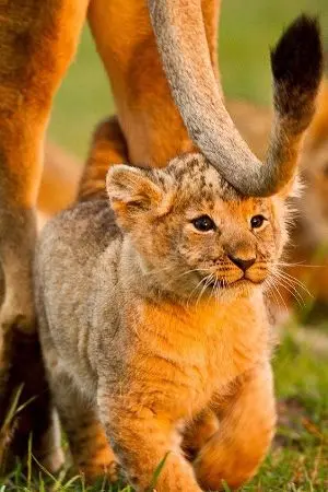 ปกนิยาย อย่าเก็บสิงโตเด็กมาเลี้ยงป๋อจ้าน