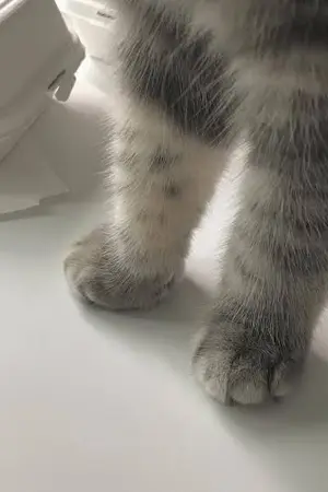 ปกนิยาย Tiger. that it jay's cat  —  jaeyong