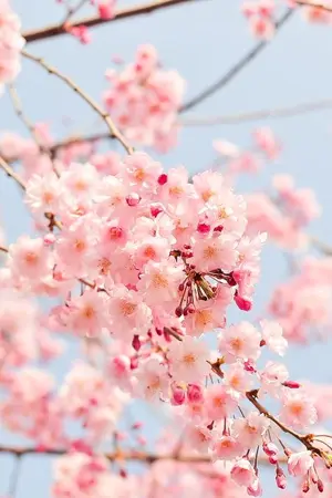 ปกนิยาย เล่ห์รักอลวน