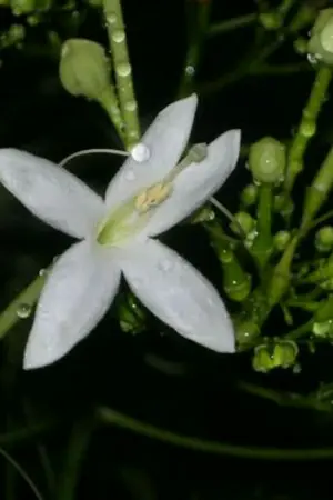 ปกนิยาย ดวงใจดอกกาสะลอง