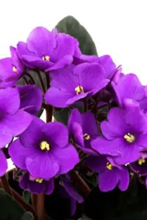 ปกนิยาย Fic Reborn : [ぼくのすみれ] (OC)