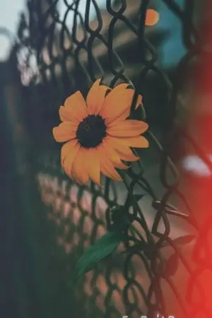 ปกนิยาย FOLLOW THE LIGHT (YAOI)