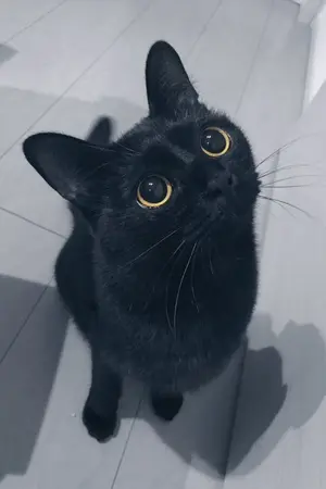 ปกนิยาย #อสูรหลงแมว