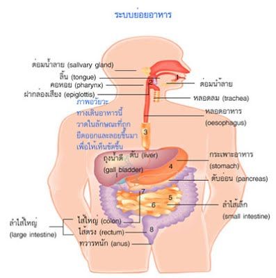 ระบบย่อยอาหารของมนุษย์ | Dek-D.Com