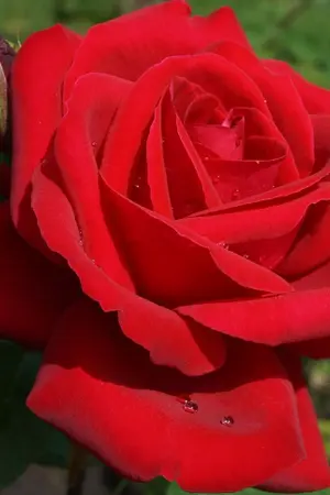 ปกนิยาย นินศิป่านกลางใจ