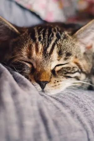 ปกนิยาย ระบบสุดป่วนกับโฮสต์สุดแสบ