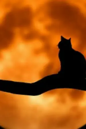 ปกนิยาย แมว (cat) [ end ]