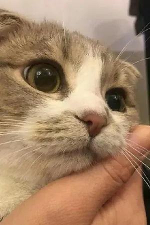 ปกนิยาย ความรู้สึกเเปลกๆ