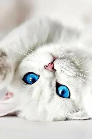 ปกนิยาย บู้บี้ตัวประกอบน้อยผู้โง่เขลา