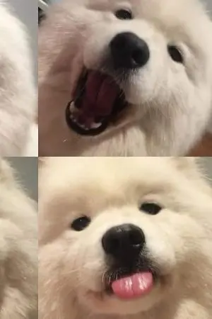 ปกนิยาย ยัยเจ้าของหมาคนซื่อ