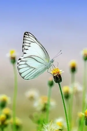 ปกนิยาย "เรื่องแยก" butterfly คุณช่วยอยู่เคียงข้างผมได้ไหม