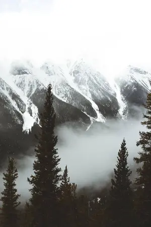 ปกนิยาย (omegaverse) king of forest l nomin