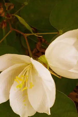 ปกนิยาย (mpreg) กาหลงรัก - nomin