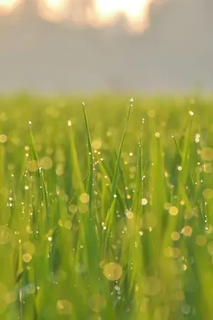 ปกนิยาย เหนือใบข้าว [END]