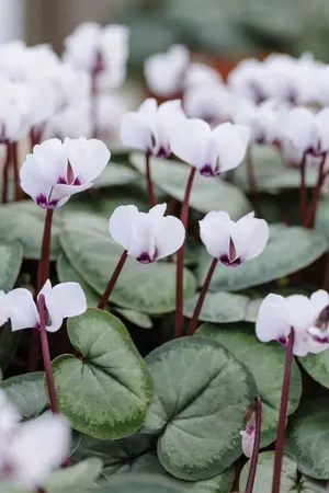 ปกนิยาย Cyclamen [Oc x Canon MHA]