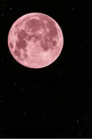 ปกนิยาย Prince little wolf.(yaoi)