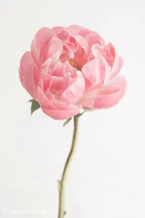 ปกนิยาย MY BELOVED QUEEN | BTS JUNGKOOK × YOU |