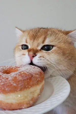 ปกนิยาย เทส โค้ดธีมนิยาย แบบง่ายๆสั้นๆ