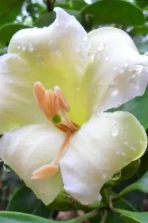 ปกนิยาย แก้วมุกดา