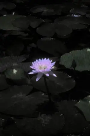 ปกนิยาย บงกชหยกขาว