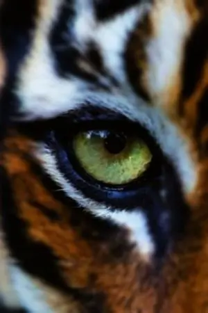 ปกนิยาย พยัคฆ์วิฬาร์