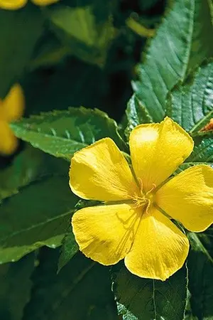 ปกนิยาย ลำนำดอกบานเช้า