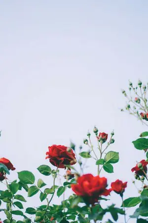 ปกนิยาย คุณชายมาเฟีย