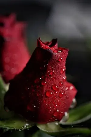 ปกนิยาย Swap love แลก เปลี่ยน รัก