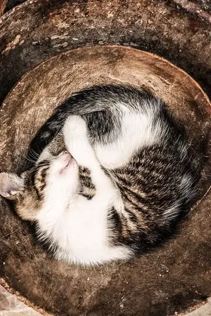 ปกนิยาย ขอให้ชีวิต(เป็นเช่น)หรรษาและผาสุก (BL)