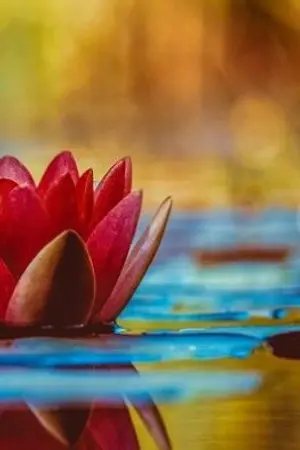 ปกนิยาย ฉันจะเป็นจอมยุทย์ที่เก่งกาจให้ได้เลย