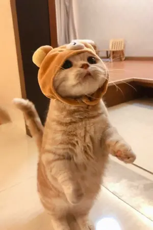 ปกนิยาย อย่าดุผมเลยนะ TT (แมวจริงๆ ไม่ใช่มนุษย์แมว)